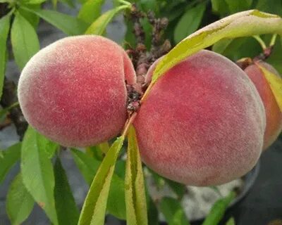 Самые вкусные сорта персиков