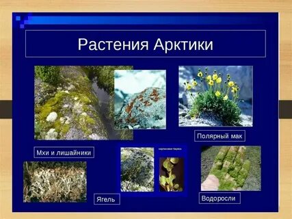 Растения полярного пояса