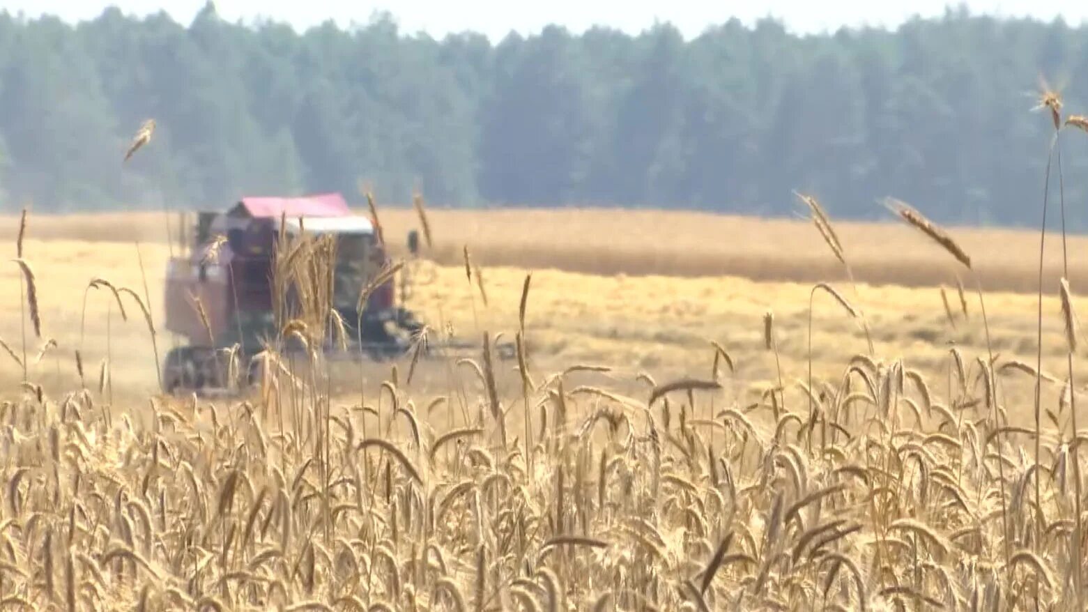 Хакасия земледелие. Уборка урожая брянская область. Ооо колос кубани. Непогода помешала уборке урожая а. Непогода помешала уборке урожая а.