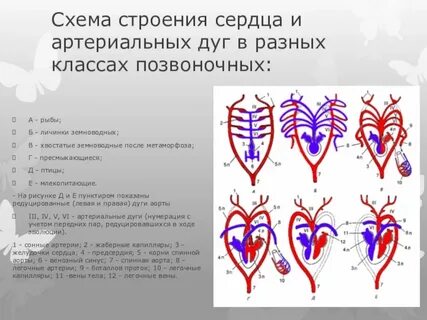Строение сердца у пресмыкающегося