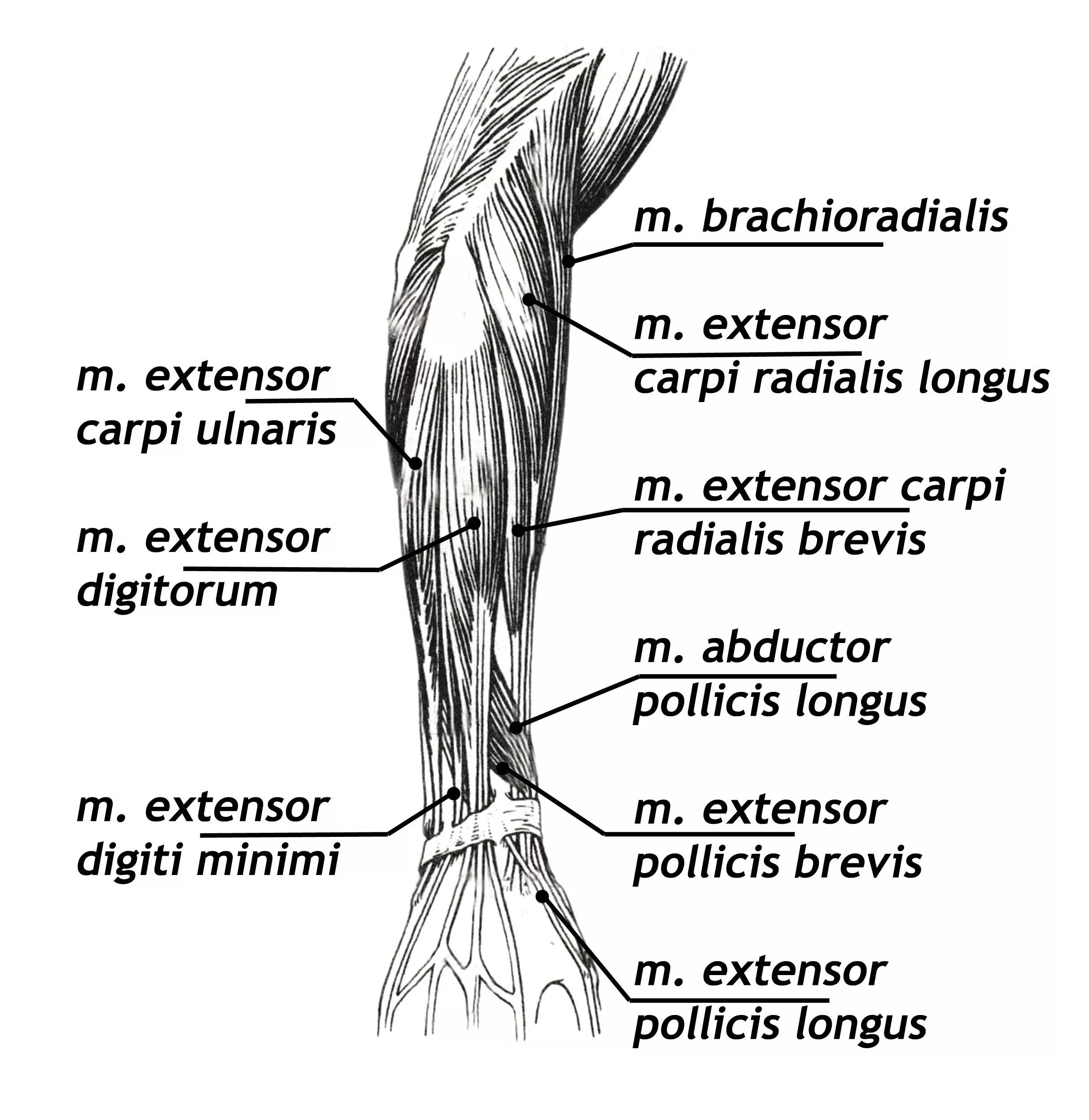 Brachioradialis мышца. Мускулюс брахиорадиалис. Плечелучевая мышца musculus brachioradialis. Brachioradialis мышца. Мускулюс брахиорадиалис.