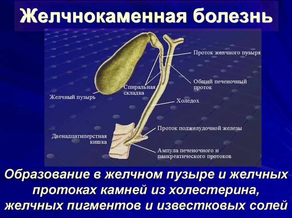 Сколько времени длится желчного пузыря. Желчный пузырь и холедох анатомия. Холедох проток желчного пузыря. Желчекаменная болезнь холедох. Холедох строение.