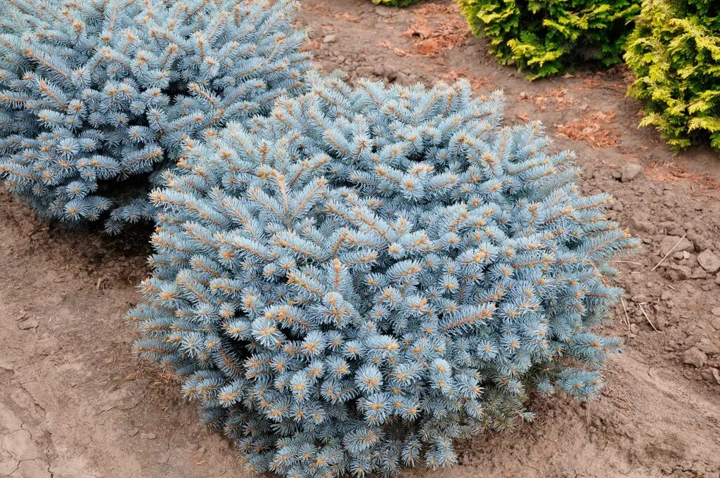 Глаука глобоза купить. Picea pungens 'glauca globosa'. Ель колючая Глаука. Ель колючая glauca globosa. Ель Глаука Глобоза шаровидная.