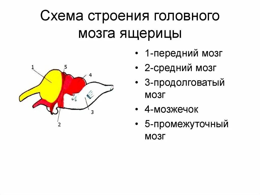 Головной отдел ящерицы. Строение головного мозга пресмыкающихся. Строение головного мозга рептилий. Отделы головного мозга ящерицы. Схема строения головного мозга ящерицы.