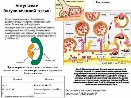 Токсин ботулизма