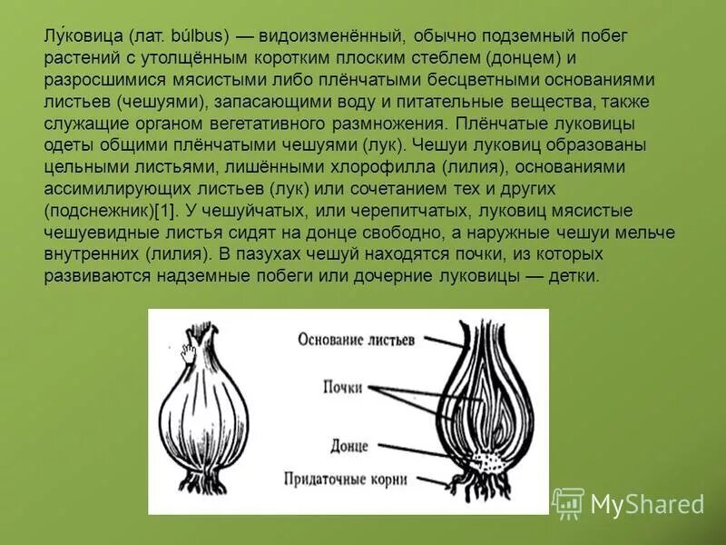 У каких растений встречается луковица. У каких растений встречается луковица