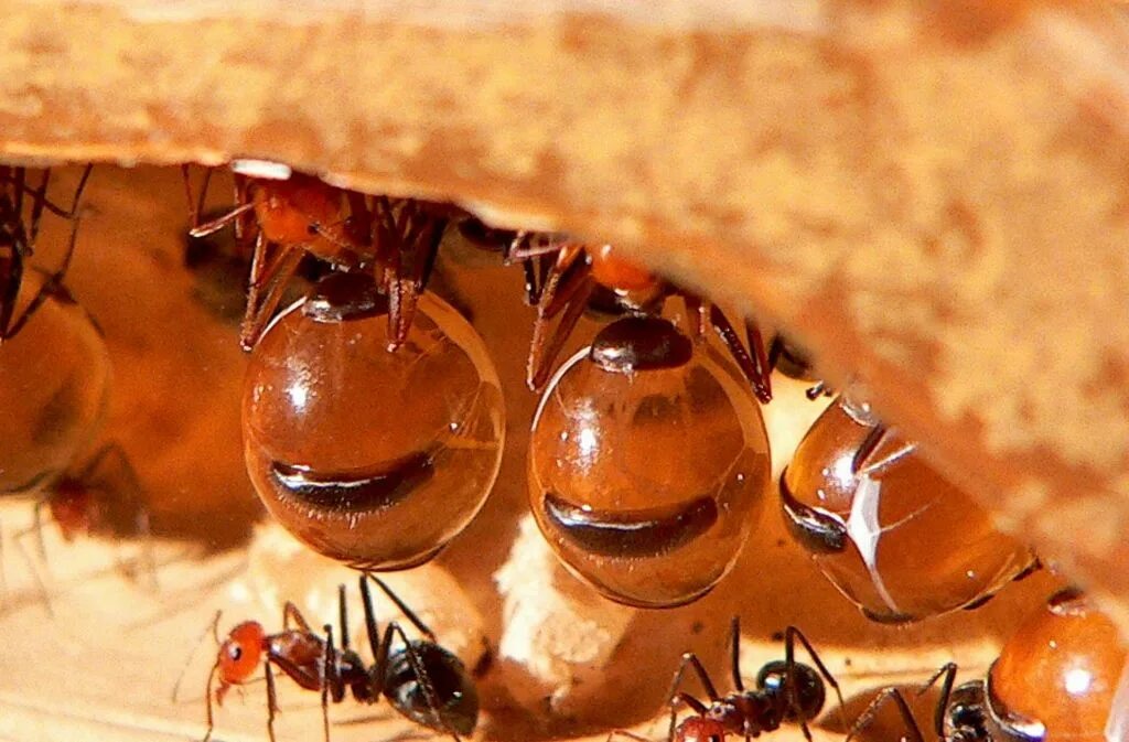Cataglyphis Fortis. Сахарные муравьи. Профессии муравьев. Сахарский муравей. Muravi