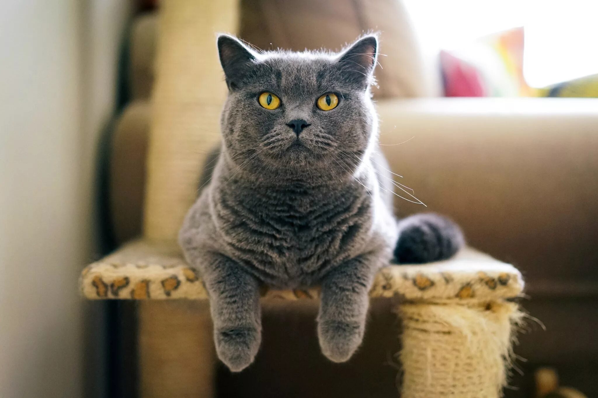 Cat s grey