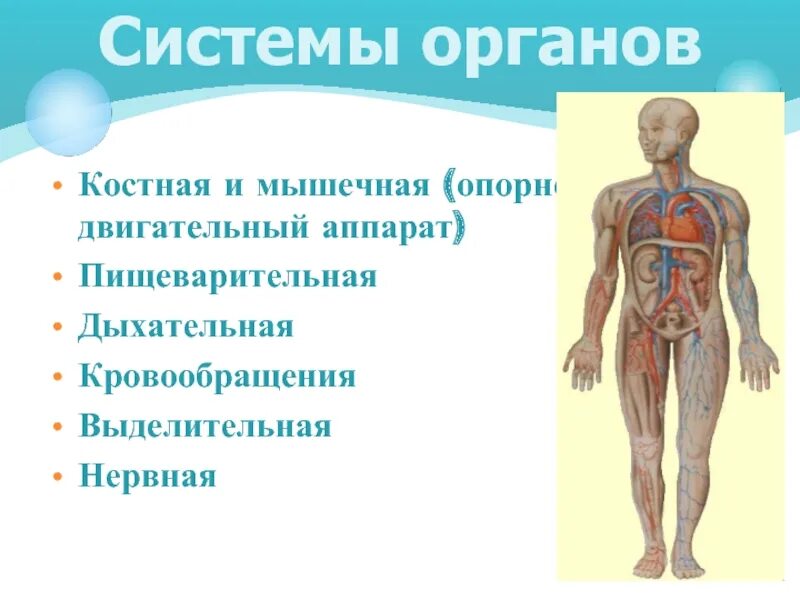Какие изменения в систему органов. Орган система органов аппарат органов. опорно двигательная система дыхательная. костно мышечной системы органов дыхания. система органов опорно-двигательная,пищеварительная.