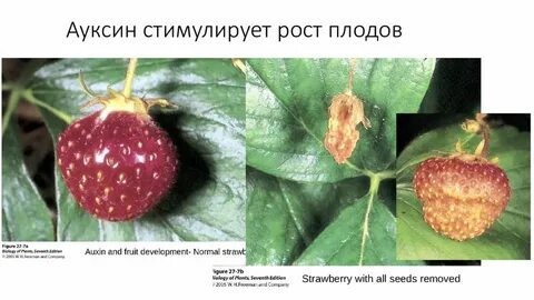 Созревание плодов растений