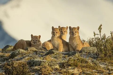 Мир чили