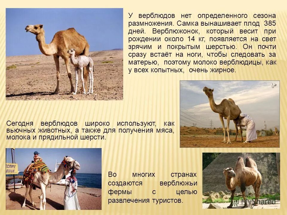 Сообщение о животных пустыни. Верблюд презентация. сведения о верблюде. интересные факты о верблюдах. сообщение о верблюде.