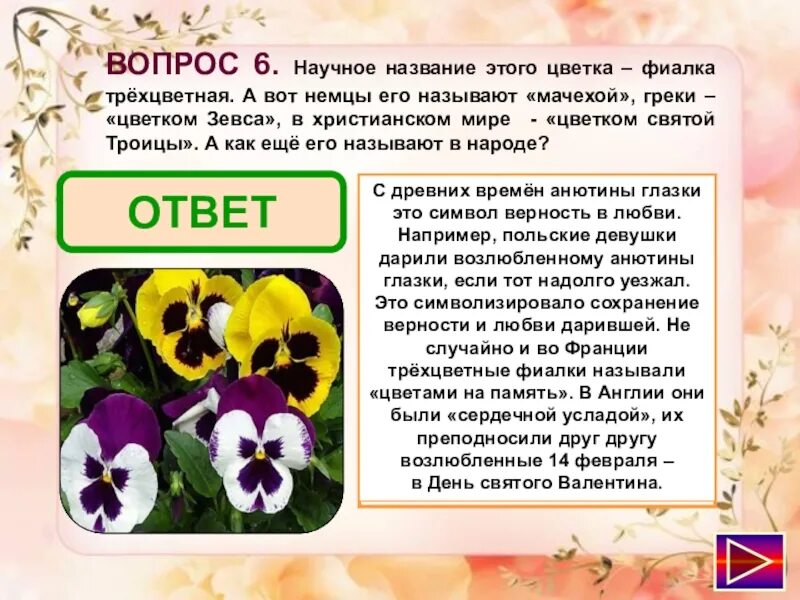 Анютины глазки почему. Научное название цветка фиалки. Фиалка трёхцветная. Анютины глазки описание. Название цветка Анютины глазки научное.