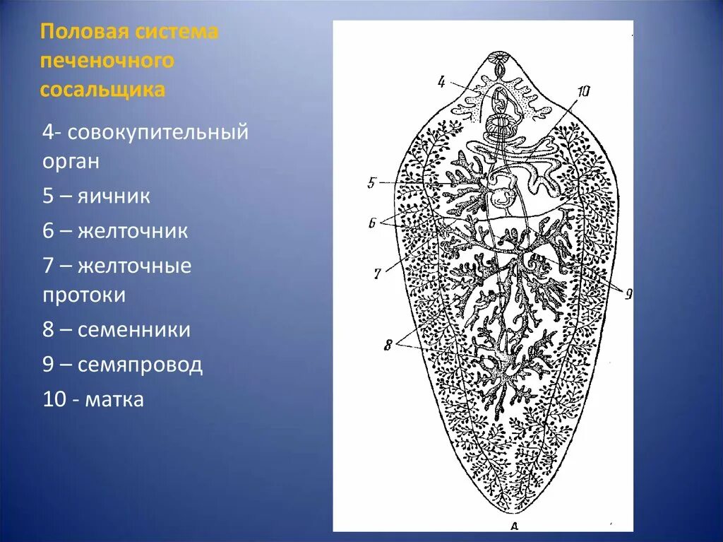 Печеночный сосальщик рисунок. Строение половой системы печеночного сосальщика. Схема половой системы трематод. Марида печеночного сосальщика. Схема строения половой системы трематод.
