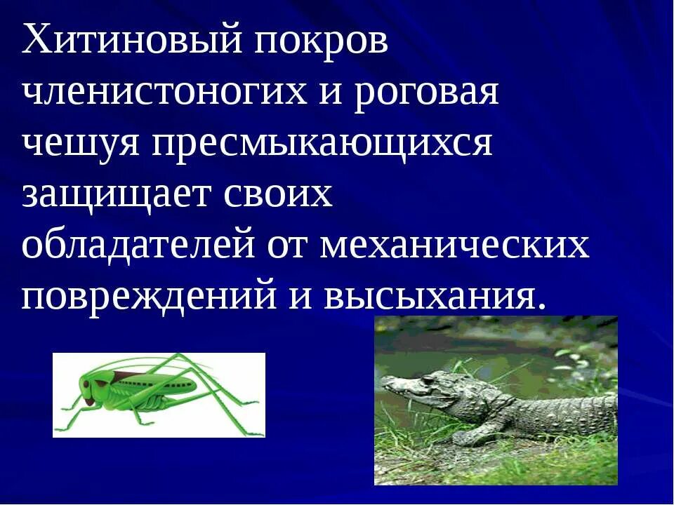 Покров пресмыкающих. Хитиновый Покров. Пресмыкающиеся Членистоногие. Членистоногие покровы. Членистоногие Хитиновый Покров.