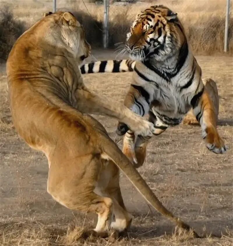 Амурский тигр против. Лев против тигра. Амурский тигр против Льва. Львы против тигров.