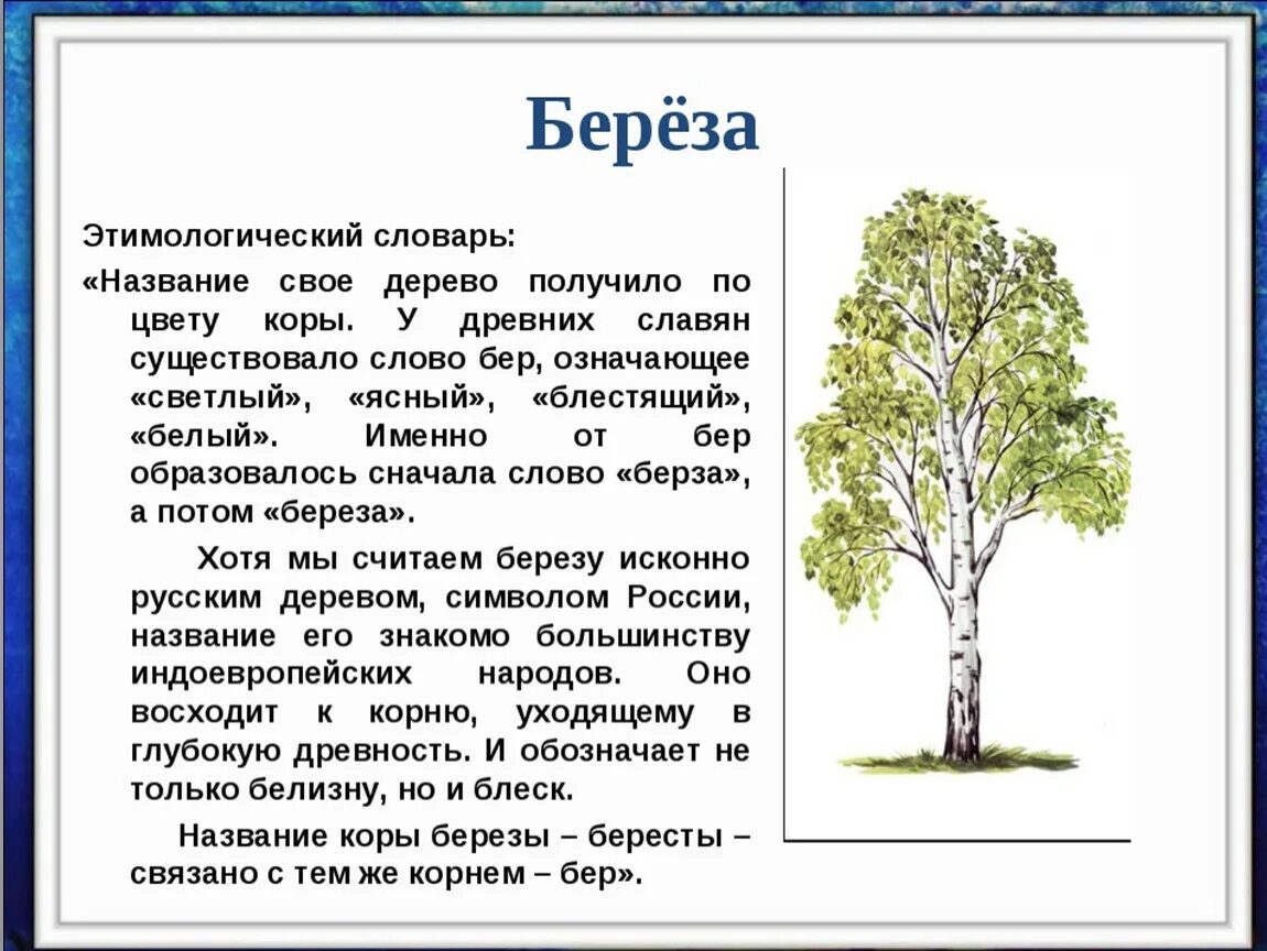 Описание березы. Рассказ о Березе. Сочинение про березу. Художественное описание березы. Рассказ большая береза