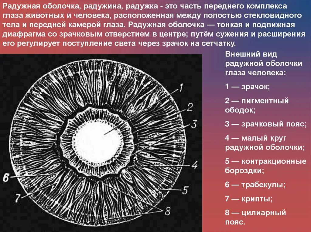 Радужка является частью оболочки глаза. Строение радужной оболочки глаза. Радужная оболочка строение. Радужная оболочка глаза строение. Радужка глаза строение.