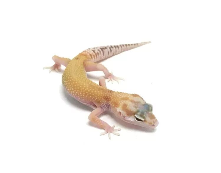 Для чего жир ящерице эублефар. Raptor эублефар. эублефар морфы раптор. пятнистый эублефар raptor. эублефар альбинос раптор.