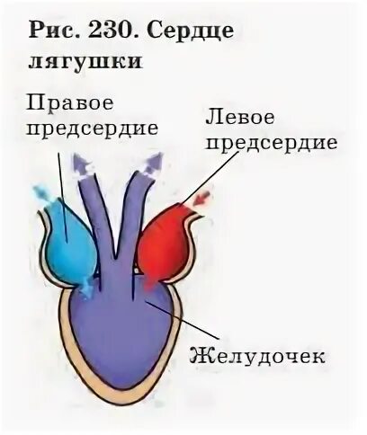 В желудочке земноводных находится кровь. Схема строения сердца земноводного. Схема строения сердца лягушки рисунок.