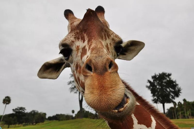 обезьяна улыбается. обезьяна улыбается. улыбающие твари. радостная обезьянка. улыбки животных смешные.