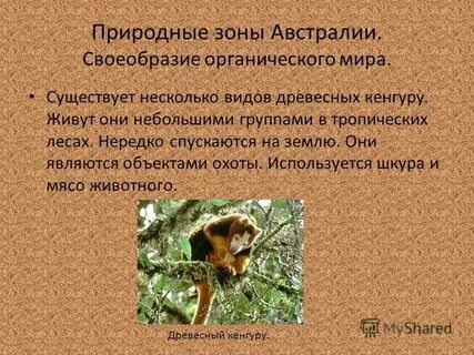 Природные зоны и животный мир австралии