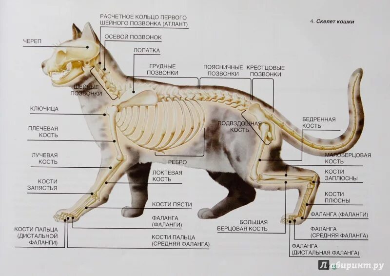 Скелет кота строение. Кости кошки анатомия. Анатомия костей плюсны кошки. Скелет кошки позвонки. Анатомические особенности животных