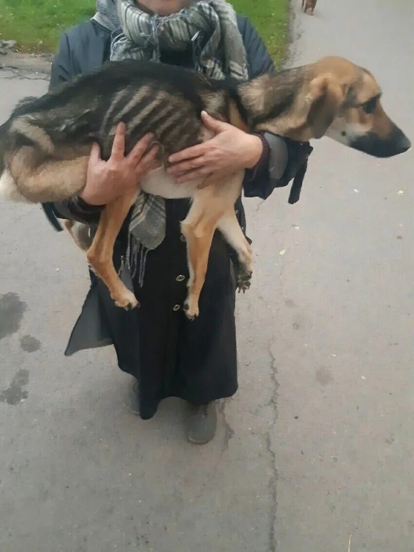 Голод пес. Издевательство над животным. Собаки над которыми издевались.