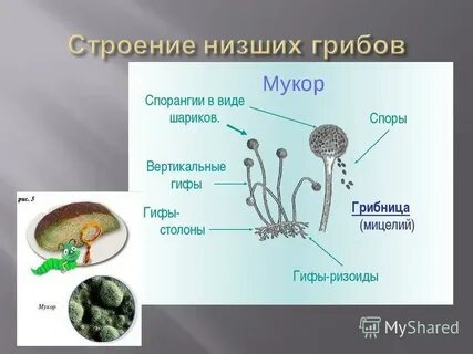 Мукор наиболее распространенный плесневый гриб он часто