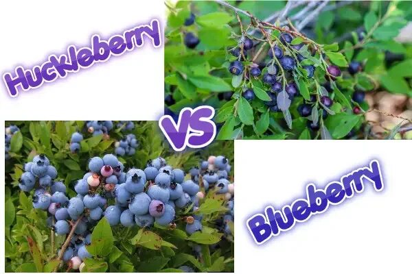 Blueberry Huckleberry. Bilberry and Blueberry difference. Huckleberry перевод. Хаклберри черничник заснеженный.