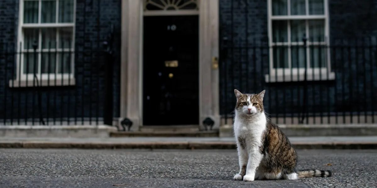 Hello street cat издевательство. Кот с Даунинг стрит. Hello Street Cat. Vicious Street Cat. Miserable Street Cat.