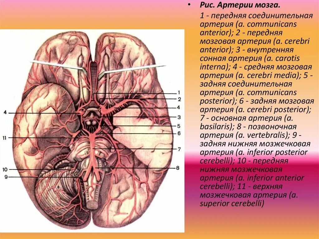 Задняя соединительная артерия головного мозга. Передняя мозговая артерия. Передняя соединительная артерия головного мозга. Левая задняя соединительная артерия. Мозговые артерии головного мозга