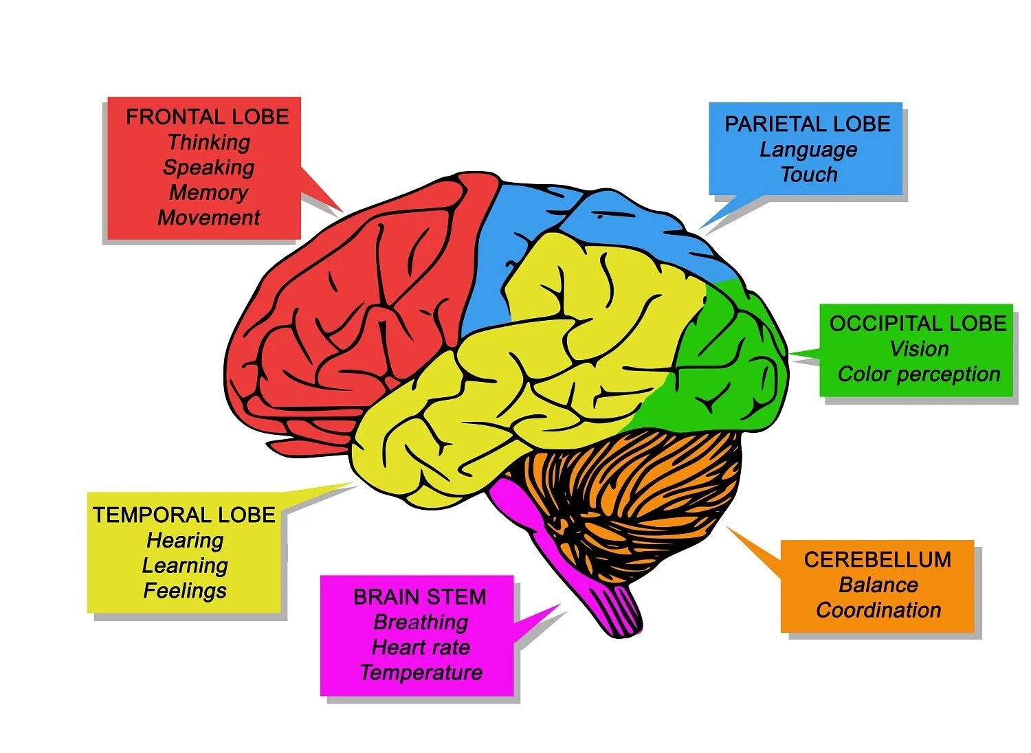 Brain tasks. Отделы головного мозга. Доли головного мозга. Головной мозг и движения. Строение мозга.