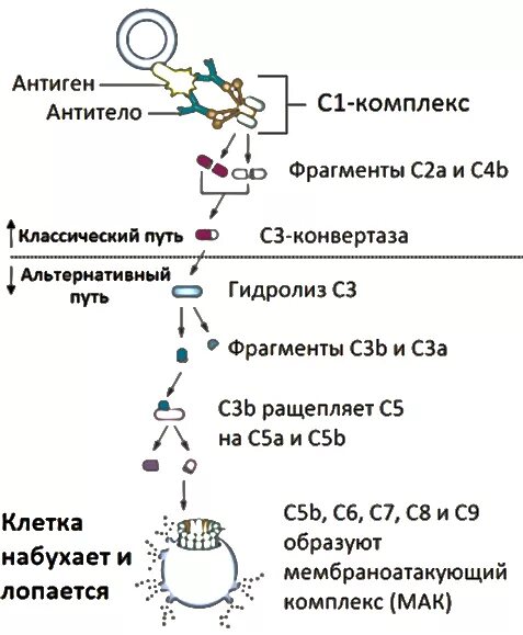 Комплекс комплемента. Строение белков системы комплемента. Функции белков системы комплемента. Функции белков системы комплемента иммунология. С5а компонент комплемента.