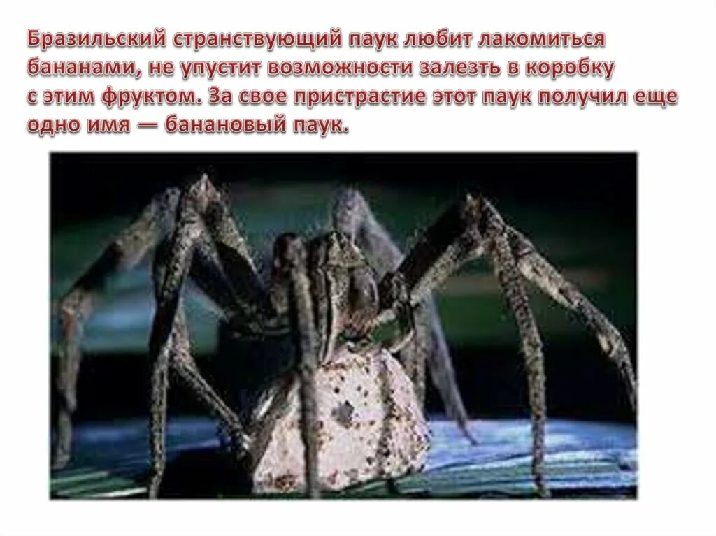 Укус странствующего паука. Укус странствующего паука