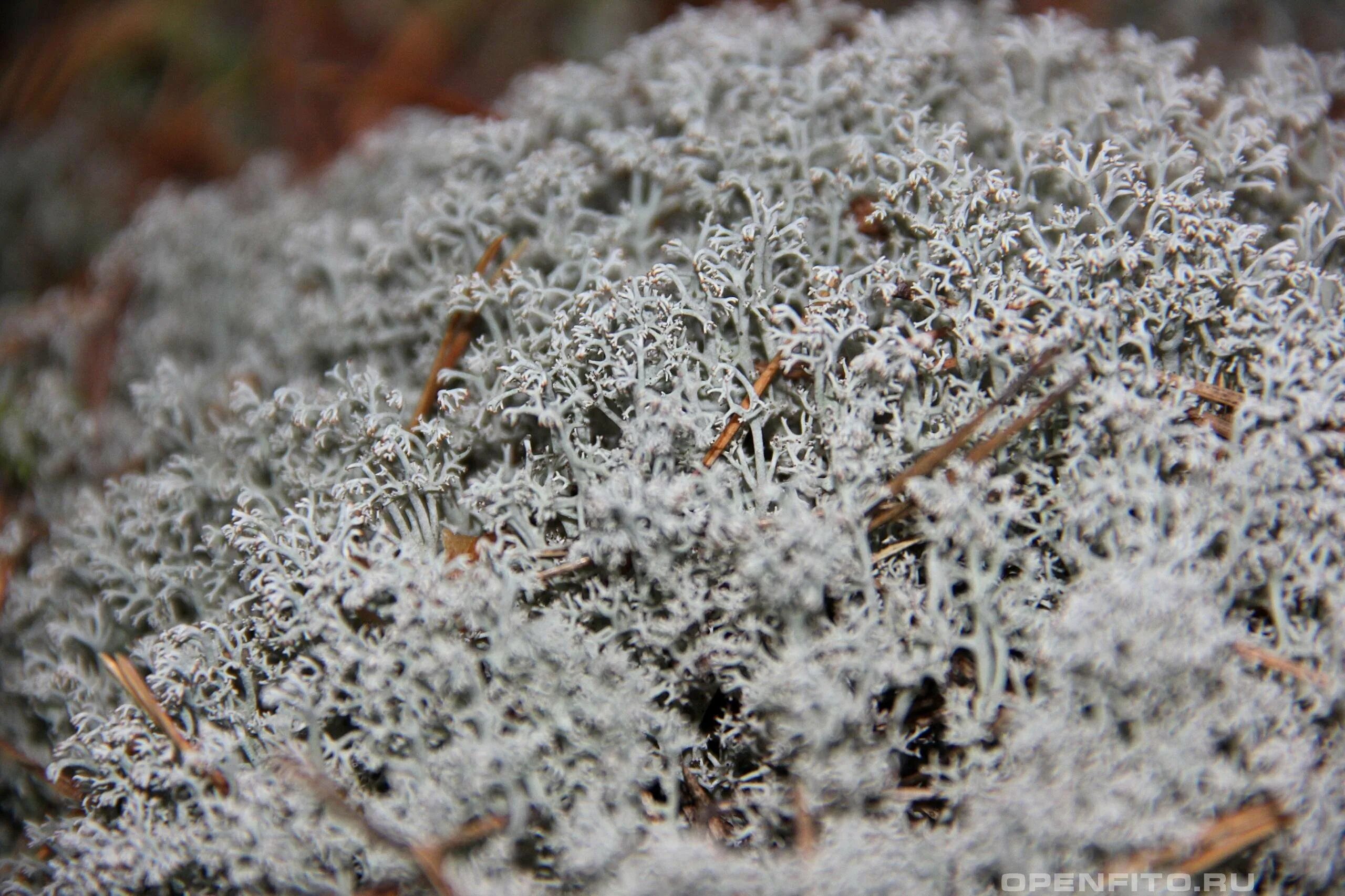 Кладония Лесная. Кладония Лесная Cladonia sylvatica. Кладония лишайник. Лишайник кладония Альпийская.