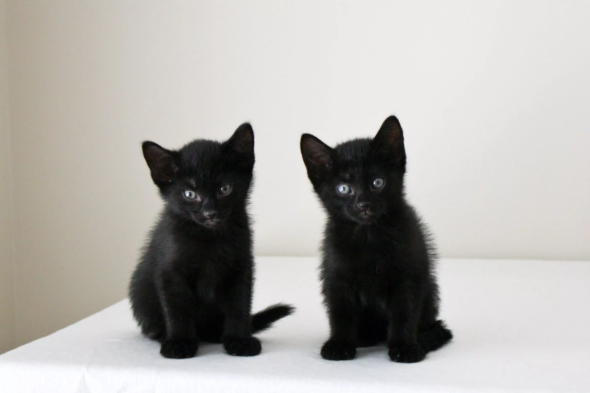 Черный котенок. Два черных котенка. Несколько черных котят. Чёрные котята 3 месяца красивые. Какие черные котята есть