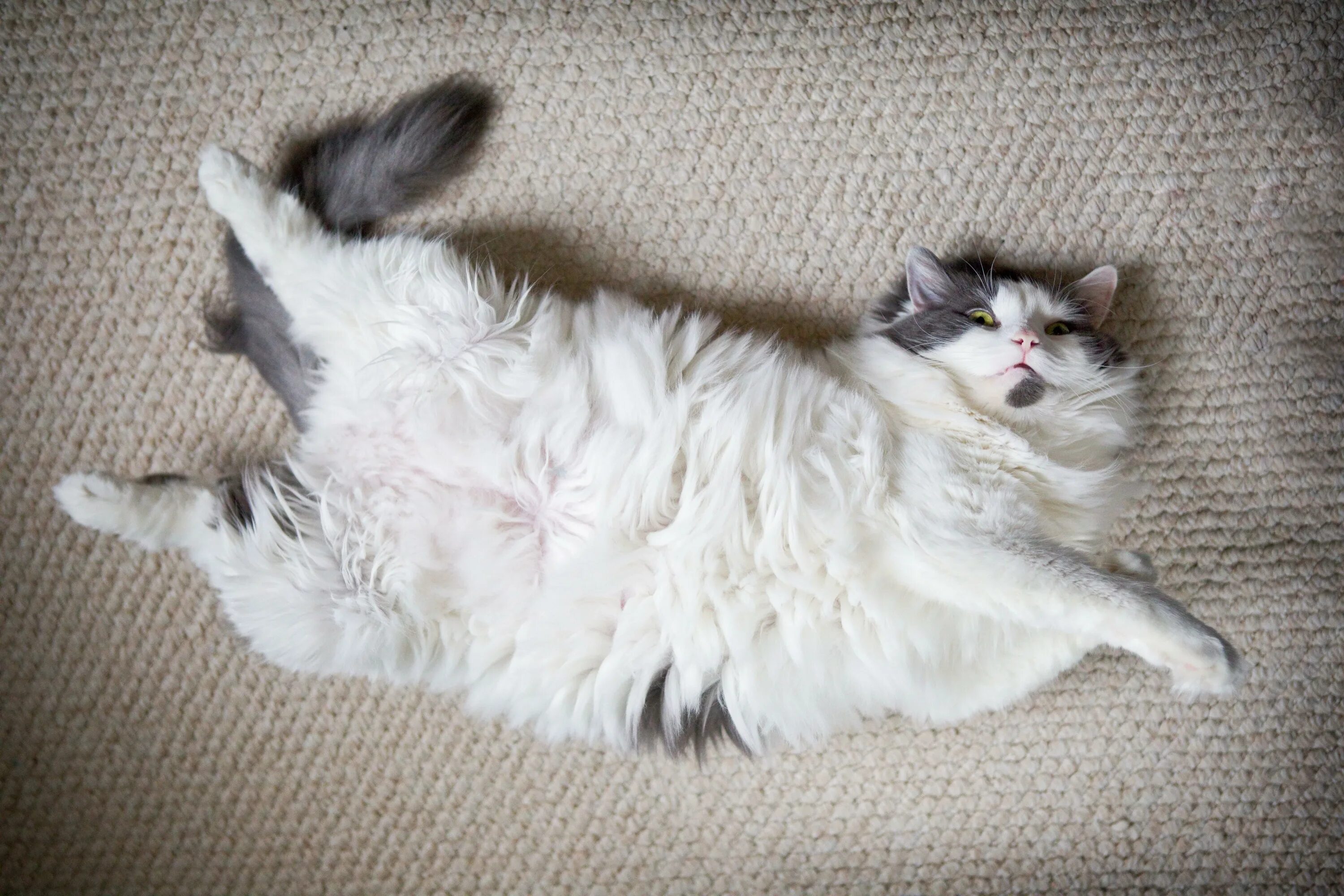 Маленький котенок. Хосико кот. Красивый серый кот. Милые котики. Котик котик котик мягенький животик.