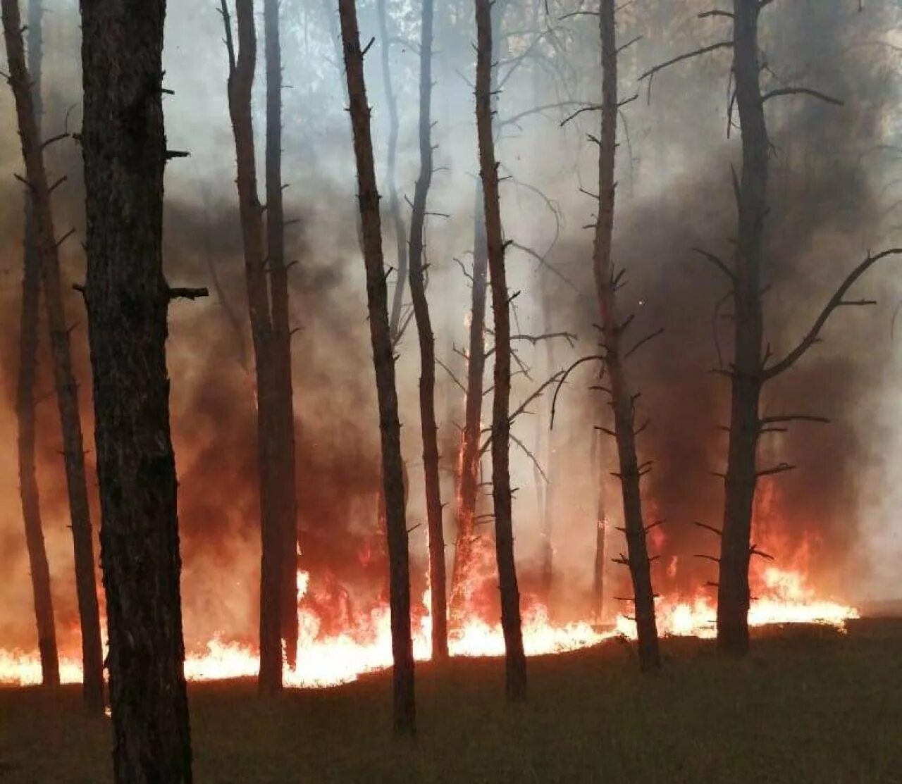 Хвойный пожар. Горелый лес. Сгоревший лес. Лес после пожара. После лесного пожара.