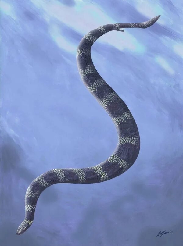 Змеи древности. Пахирахис древние змеи. ТИТАНОБОА змея. Древняя змея ТИТАНОБОА. Пахирахис рептилия.