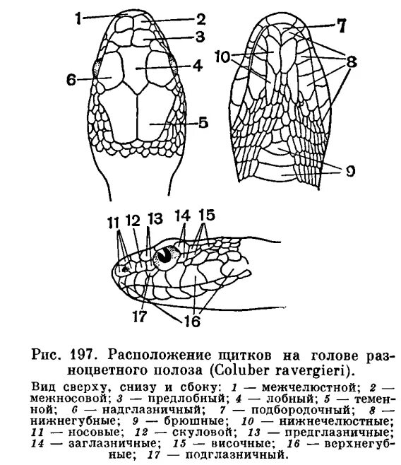 Роговой покров ящерицы. Внешнее строение гадюки. Голова гадюки щитки строение. Структура чешуи змеи. Внешнее строение змеи схема.