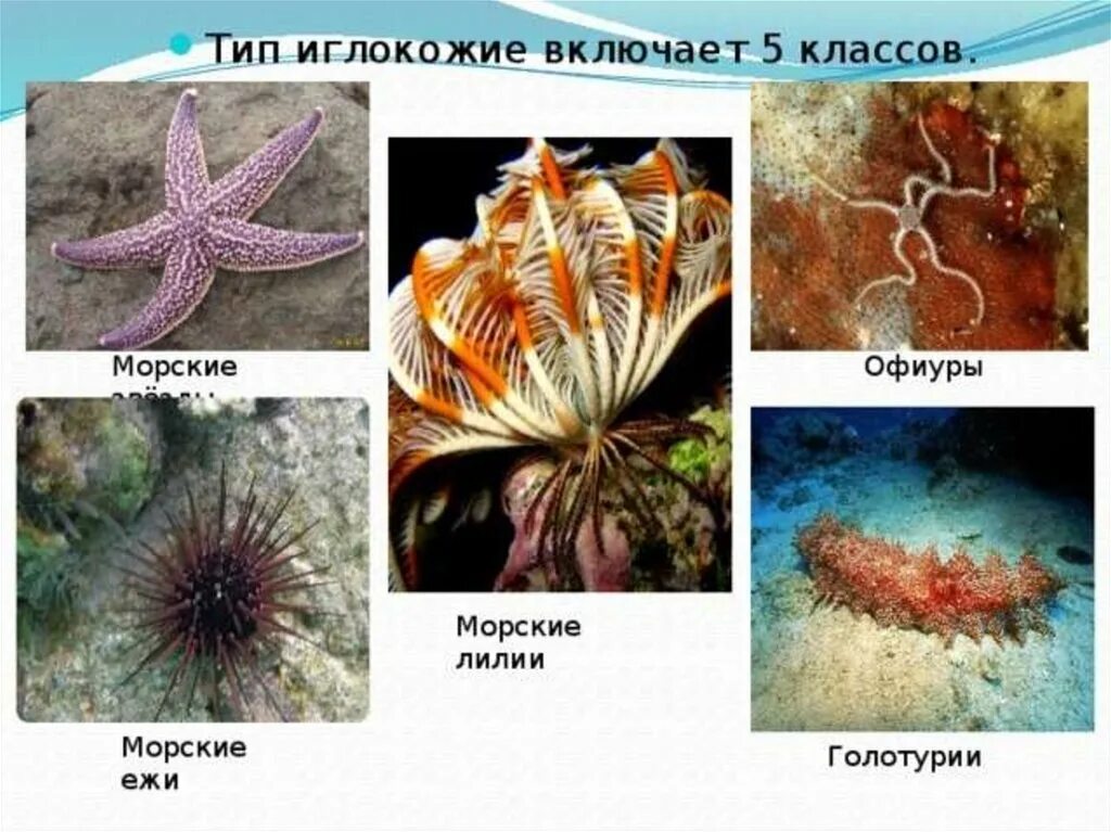 Морская звезда впр 4 класс. Морские лилии, морские звёзды,морские Ежи,голотурии офиуры. Представители группы иглокожие. Тип иглокожие класс морские звезды. Офиуры голотурии морские лилии.