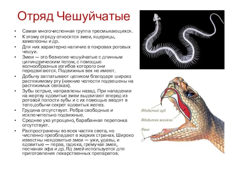 Крокодилов относят к классу