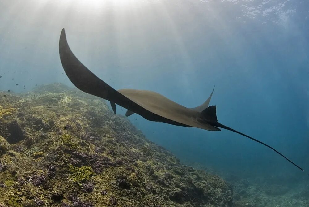 Манта 2 фото. Большая манта. Сенегальская мобула. Манта 2 фото. Скат манта.