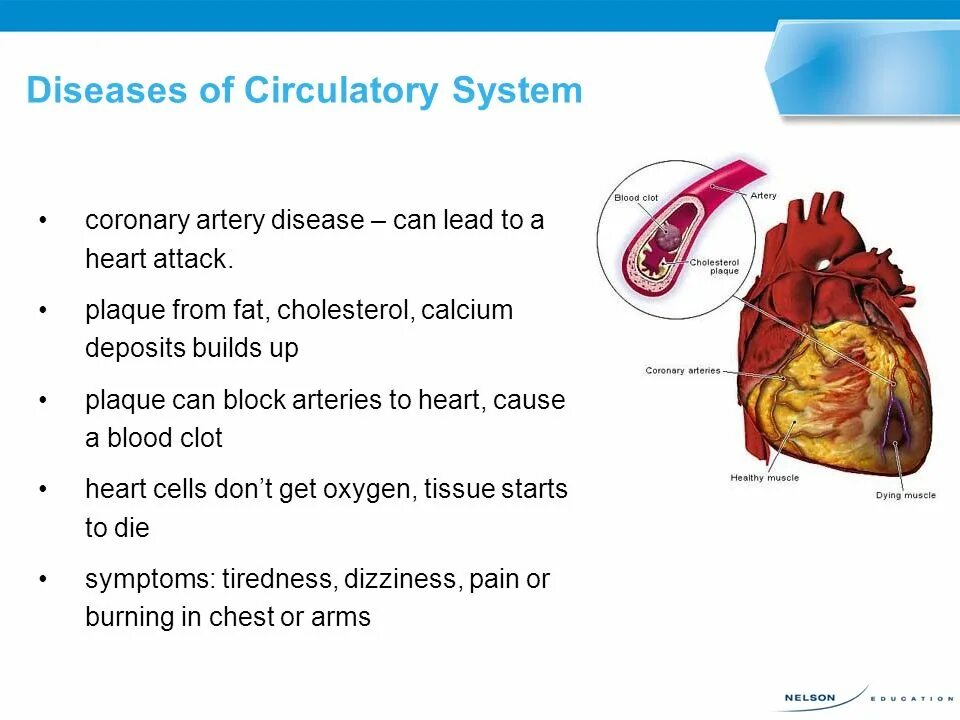 The structure of the Circulatory System.