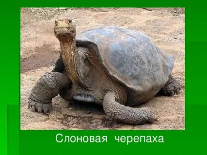 Международная красная книга животных черепаха