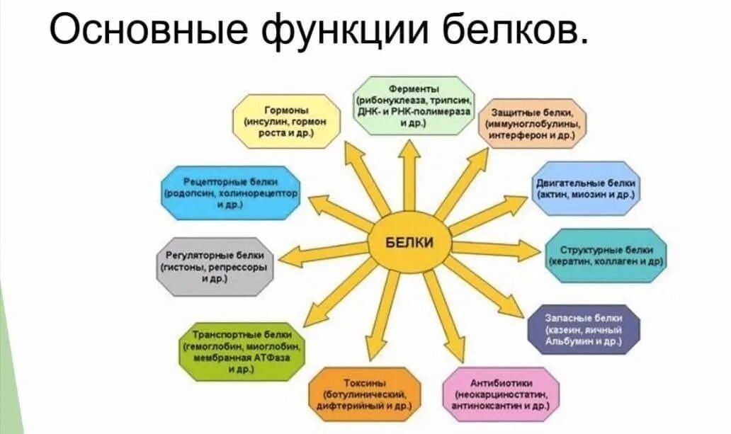 Список функций белков. Функции белков схема 10 класс. Функции белков рисунок. Функции белков биология 8 класс. Функции белка в организме.