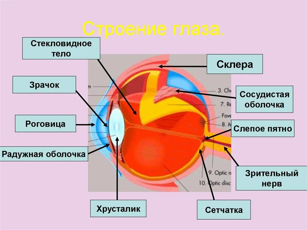 Составляющее глаза. Схема строения глазного анализатора. Склера роговица слепое пятно. Глазной анализатор строение биология 8 класс. Строение анализатора зрения.