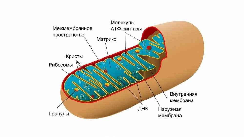 Внутреннее строение митохондрий. Митохондрии строение и функции. строение митохондрии. строение митохондрия строение. состав и строение митохондрии.