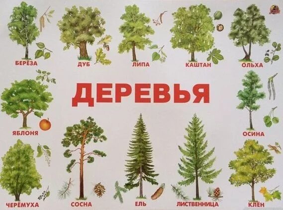 Какие деревья есть имя. Деревья названия. лиственные деревья для детей. названия деревьев с картинками. лиственные деревья для дошкольников.